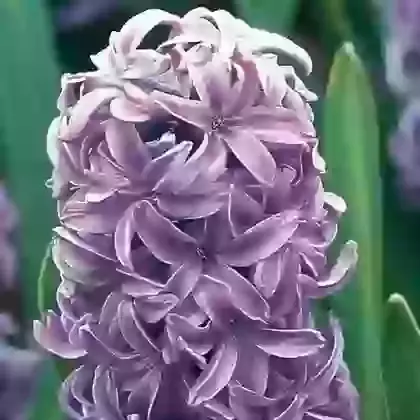 Splendid Cornelia